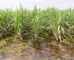 Flooding sugarcane