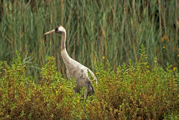 Grus grus / Grue cendrée