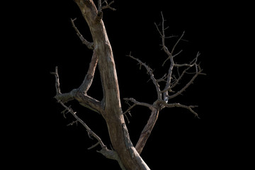 Dead tree on black background - obrazy, fototapety, plakaty