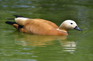 Casarca ferruginea / Tadorne casarca