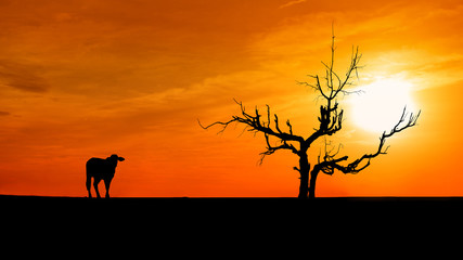 Fototapeta na wymiar Silhouette Dead tree and cow on sunset