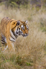 Plakat Panthera tigris tigris / Tigre du Bengale
