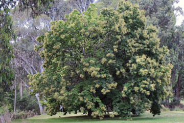 Castanea sativa / Châtaignier