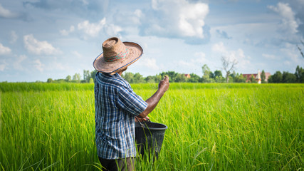 Naklejka na ściany i meble thai farmer working on rice field applying fertilizer