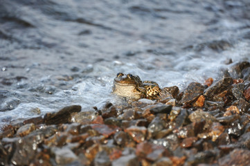 Frog in tidal wave