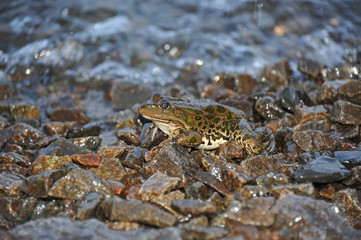 Frog in tidal wave