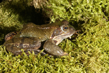 Rana temporaria / Grenouille rousse