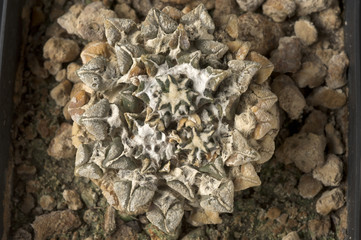 Ariocarpus kotschoubeyanus