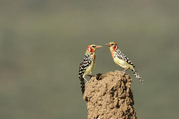 Trachyphonus erythrocephalus / Barbu rouge et jaune