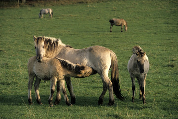 cheval tarpan