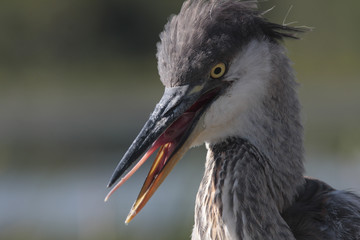 Ardea herodias / Grand héron bleu