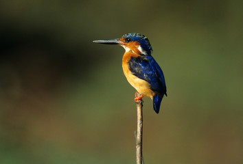 Alcedo atthis / Martin pêcheur d'Europe