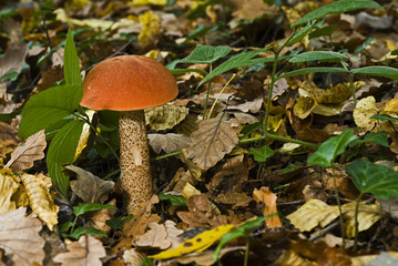 Leccinum aurantiacum / Boletus aurantiacus / Bolet orangé