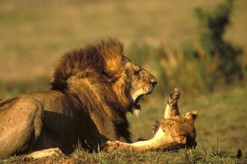 Panthera leo / Lion