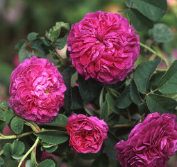 Rose 'Charles de Mills'