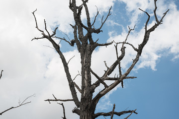 High altitude dead tree under blue sky.