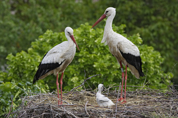Ciconia ciconia / Cigogne blanche