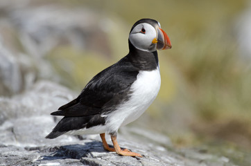 Fratercula arctica / Macareux moine