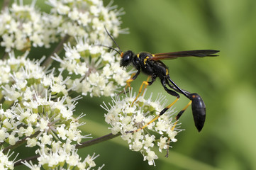Sceliphron caementarium / Pélopée maçonne
