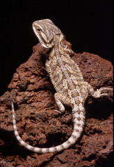Pogona vitticeps / Agame Barbu