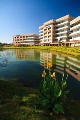 Obraz premium flower in morning