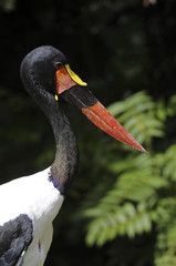 Ephippiorhynchus senegalensis / Jabiru du Sénégal
