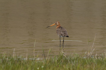 Limosa limosa / Barge à queue noire