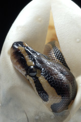 Python regius / Python royal