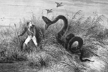 Illustration / Serpent Anaconda attaquant un chasseur