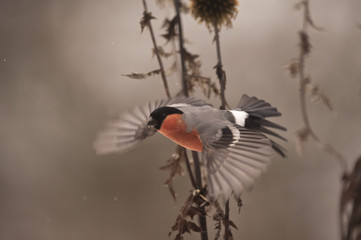 Pyrrhula pyrrhula / Bouvreuil