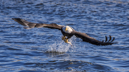 Bald eagle grabs fish from the Mississippi back waters  © tater1979