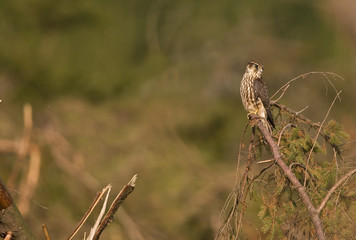 Falco columbarius/ Faucon émerillon