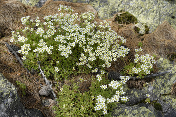 Saxifraga exarata / Saxifrage sillonée