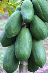 Carica papaya / Papayer / Papaye