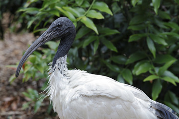Threskiornis molucca / Ibis à cou noir