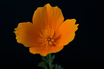Naklejka premium Kalifornijski kwiat pomarańczy maku na czarnym tle, samodzielnie