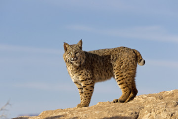 Lynx rufus / Lynx roux