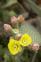 Opuntia leucotricha / Oponce