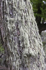 Usnea sp. / Lichen