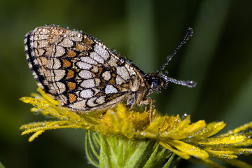 Mellicta athalia / Damier athalie