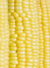Closeup corn