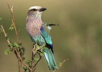 Coracias caudata / Rollier à poitrine lilas