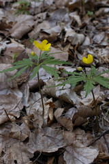 Ranunculus acris ssp. acris / Renoncule âcre / Bouton d'or