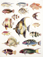 Illustration zoologique / Poissons des coraux