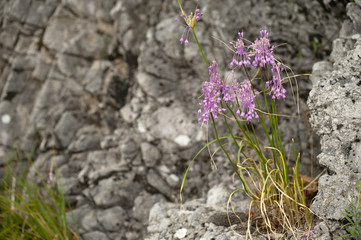 Allium carinatum / Aïl rose chair