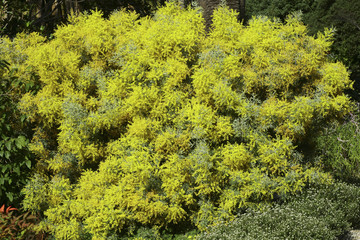 Acacia handburyana / Mimosa