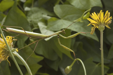 Mantis religiosa / Mante religieuse