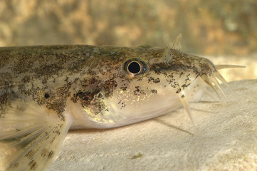 Nemacheilus barbatulus / Loche franche