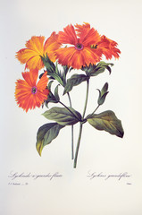 Lychnis grandiflora / Lychnide à grandes fleurs