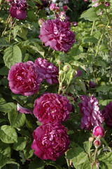 Rose 'Cardinal de Richelieu'